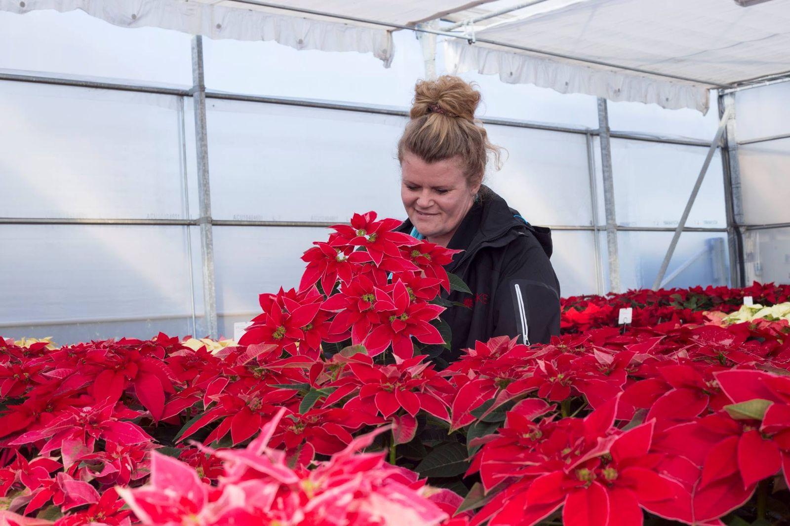 A grower inspecting red poinsettias in a greenhouse